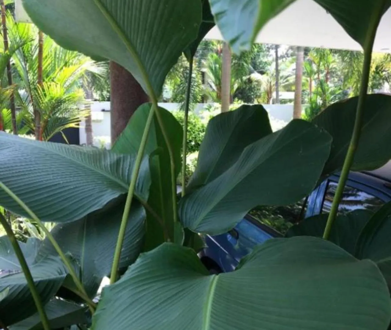טריואנדרום White Butterfly - A Countryside Homestay
